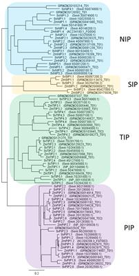 Roles of Aquaporins in Setaria viridis Stem Development and Sugar Storage